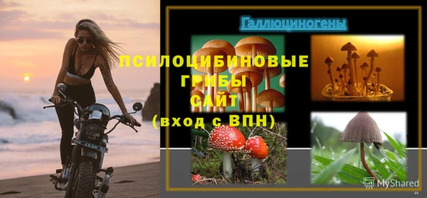 прущие грибы Верея